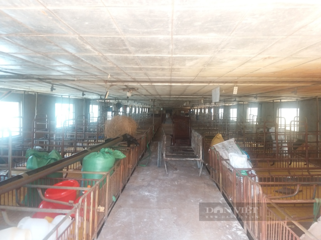 Giá lợn hơi tăng cao: Người nuôi có lãi gần 2 triệu đồng/con, nhiều trại vẫn mất tiền tỷ - Ảnh 4.