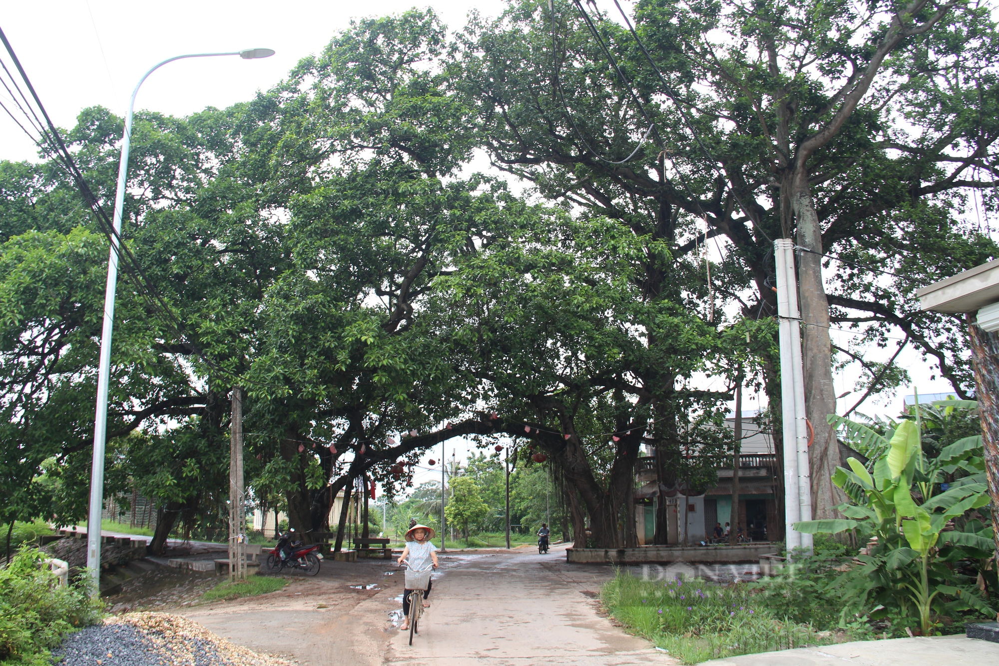 Người dân ở làng ngoại thành Hà Nội giữ gìn cây đa 9 gốc như &quot;báu vật&quot; - Ảnh 2.