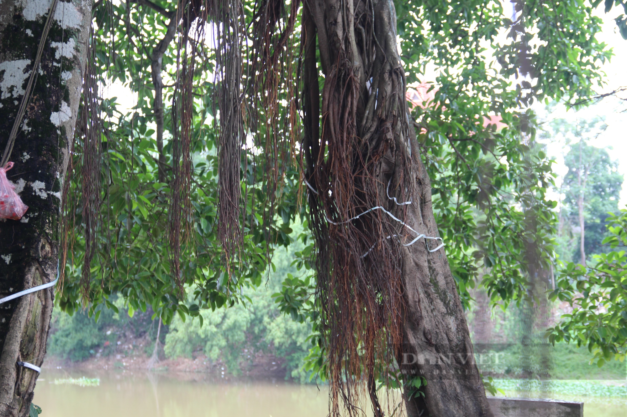 Người dân ở làng ngoại thành Hà Nội giữ gìn cây đa 9 gốc như &quot;báu vật&quot; - Ảnh 3.