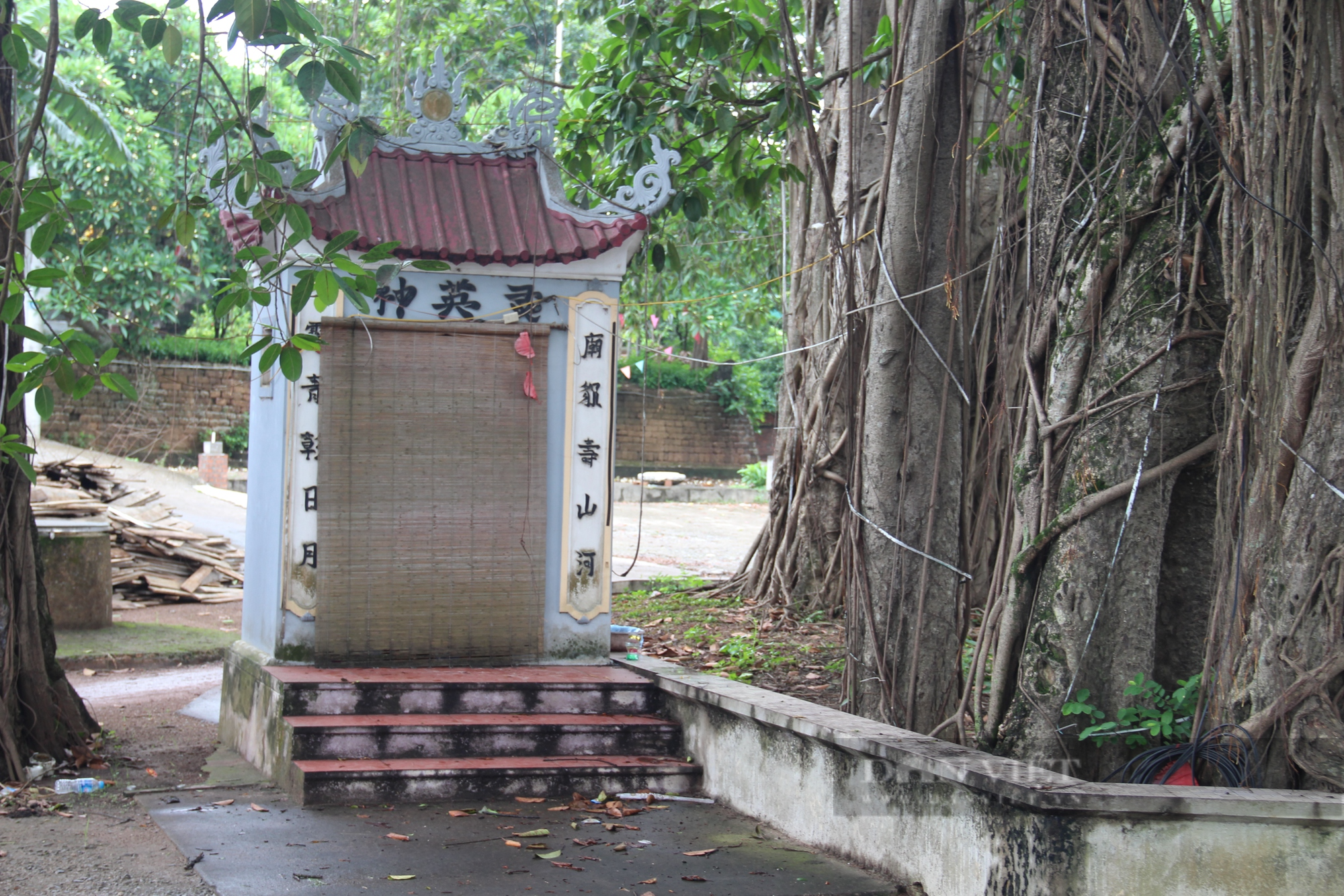 Người dân ở làng ngoại thành Hà Nội giữ gìn cây đa 9 gốc như &quot;báu vật&quot; - Ảnh 4.
