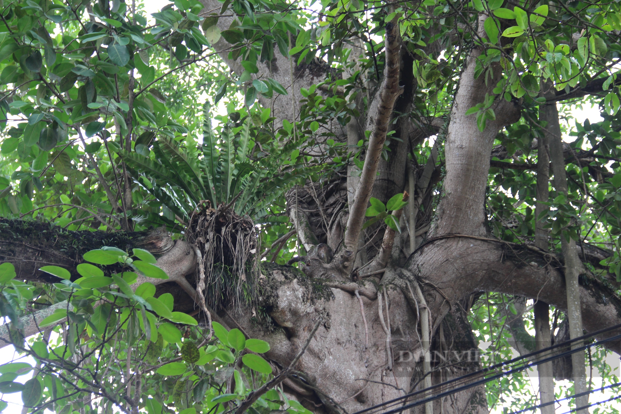 Người dân ở làng ngoại thành Hà Nội giữ gìn cây đa 9 gốc như &quot;báu vật&quot; - Ảnh 5.