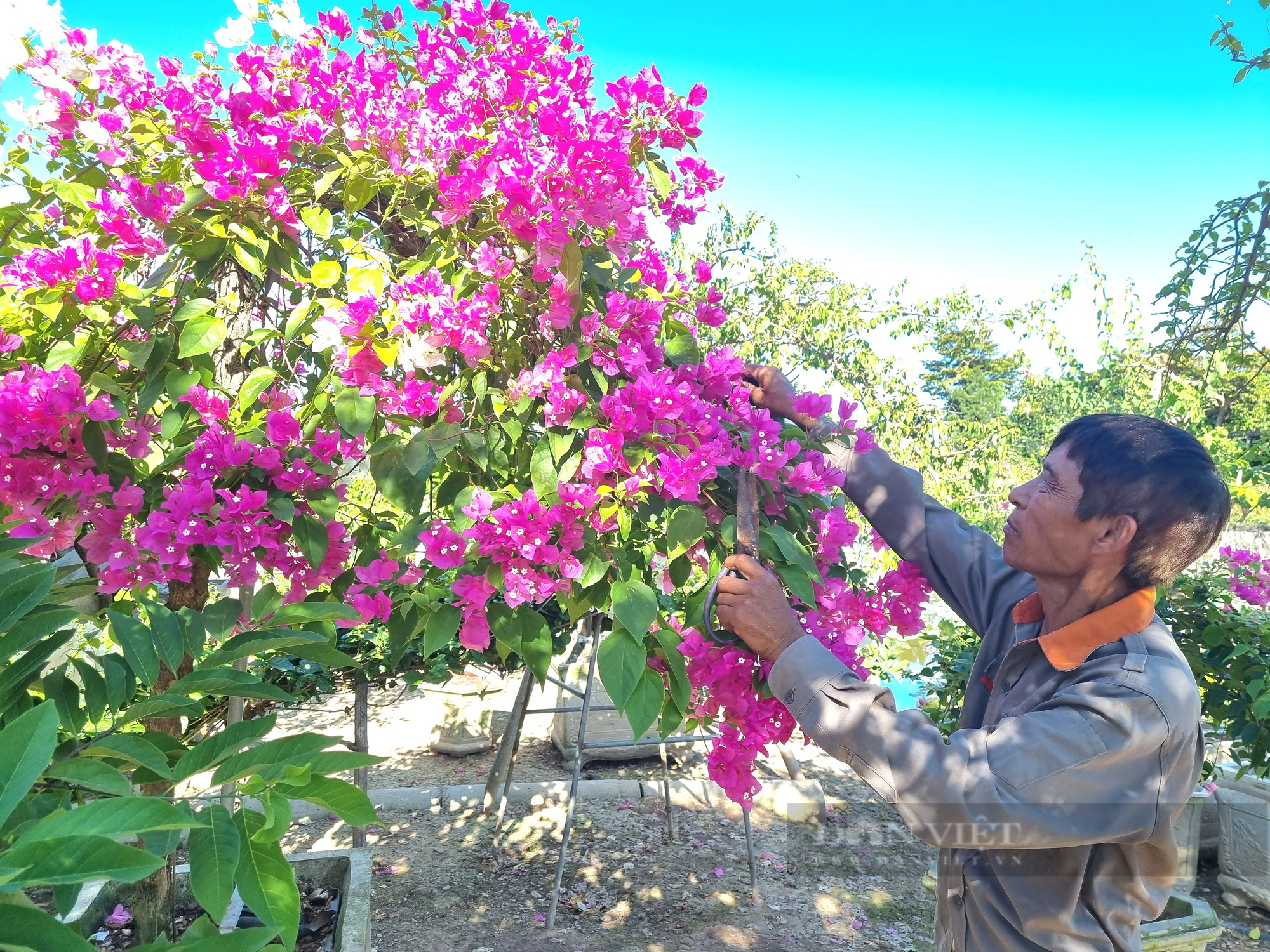 Cận cảnh cây hoa giấy dáng long “độc nhất vô nhị” trị giá hơn nửa tỷ đồng ở tỉnh Ninh Bình - Ảnh 8.