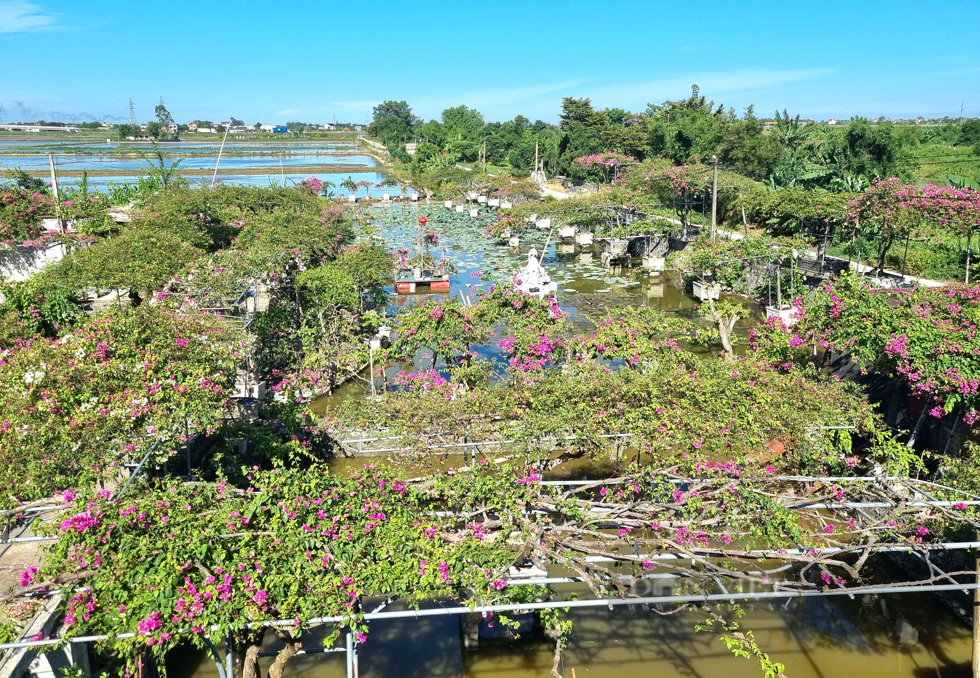 Cận cảnh cây hoa giấy dáng long “độc nhất vô nhị” trị giá hơn nửa tỷ đồng ở tỉnh Ninh Bình - Ảnh 12.