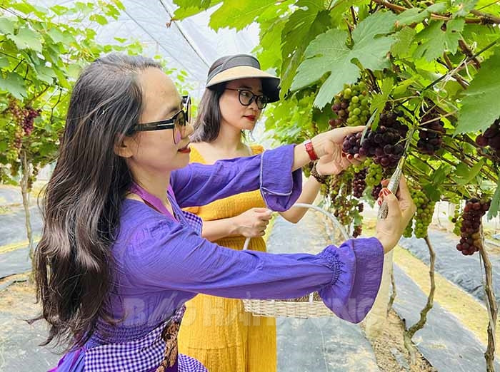 Trồng giống nho hạ đen cho lãi cao nhưng tại sao tỉnh Hải Dương lại khuyến cáo người dân không nên mở rộng diện tích? - Ảnh 2.