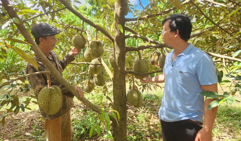 &quot;Trồng cây tiền tỷ&quot; ở một nơi của Gia Lai, chả cần trèo vẫn bẻ được vô số quả ngon, bán đắt tiền - Ảnh 1.