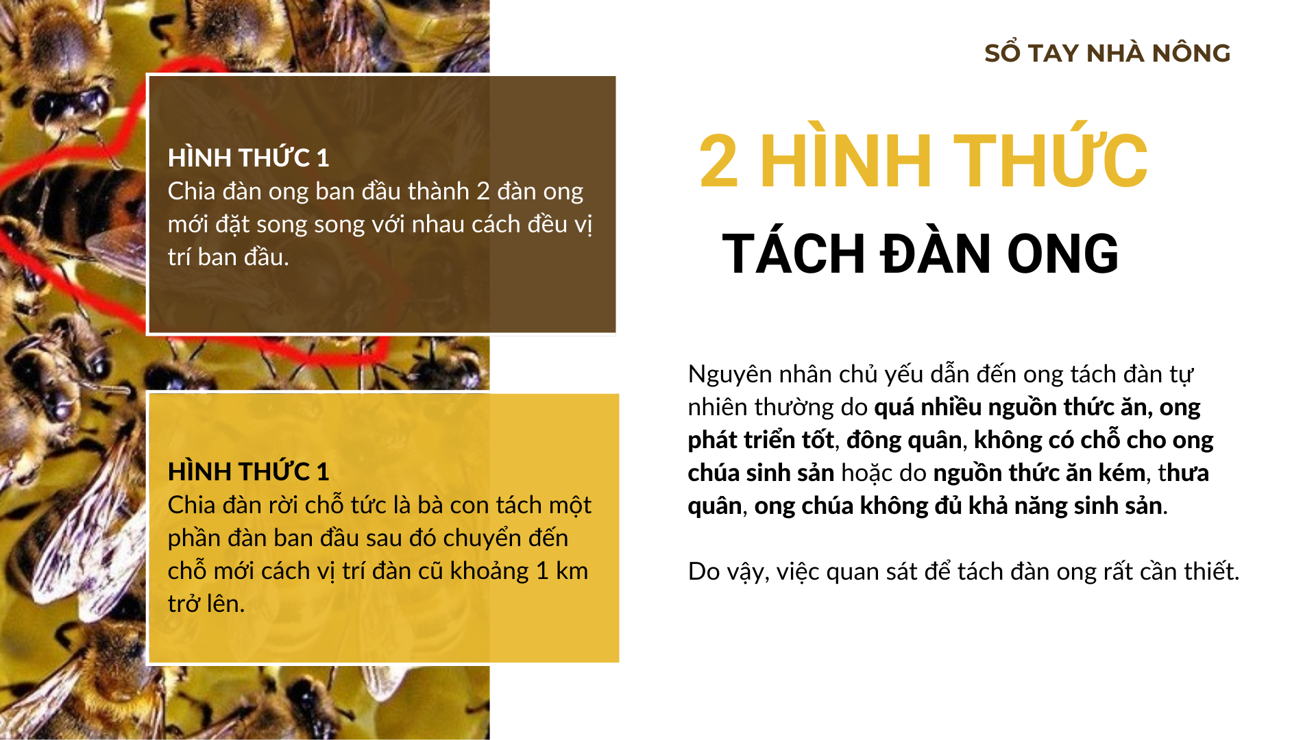 SỔ TAY NHÀ NÔNG: Kỹ thuật chăm sóc ong mật đạt hiệu quả cao - Ảnh 3.