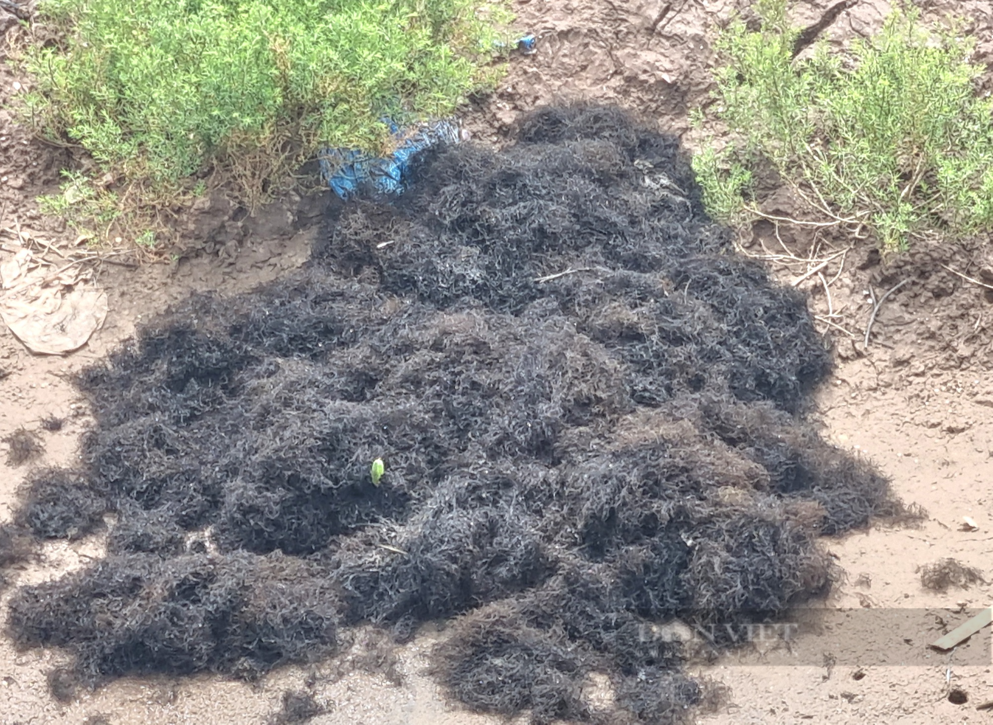Ninh Bình: Vớt thứ rau câu đen sì ở đầm phơi khô bán giá 6.000 đồng/kg - Ảnh 3.