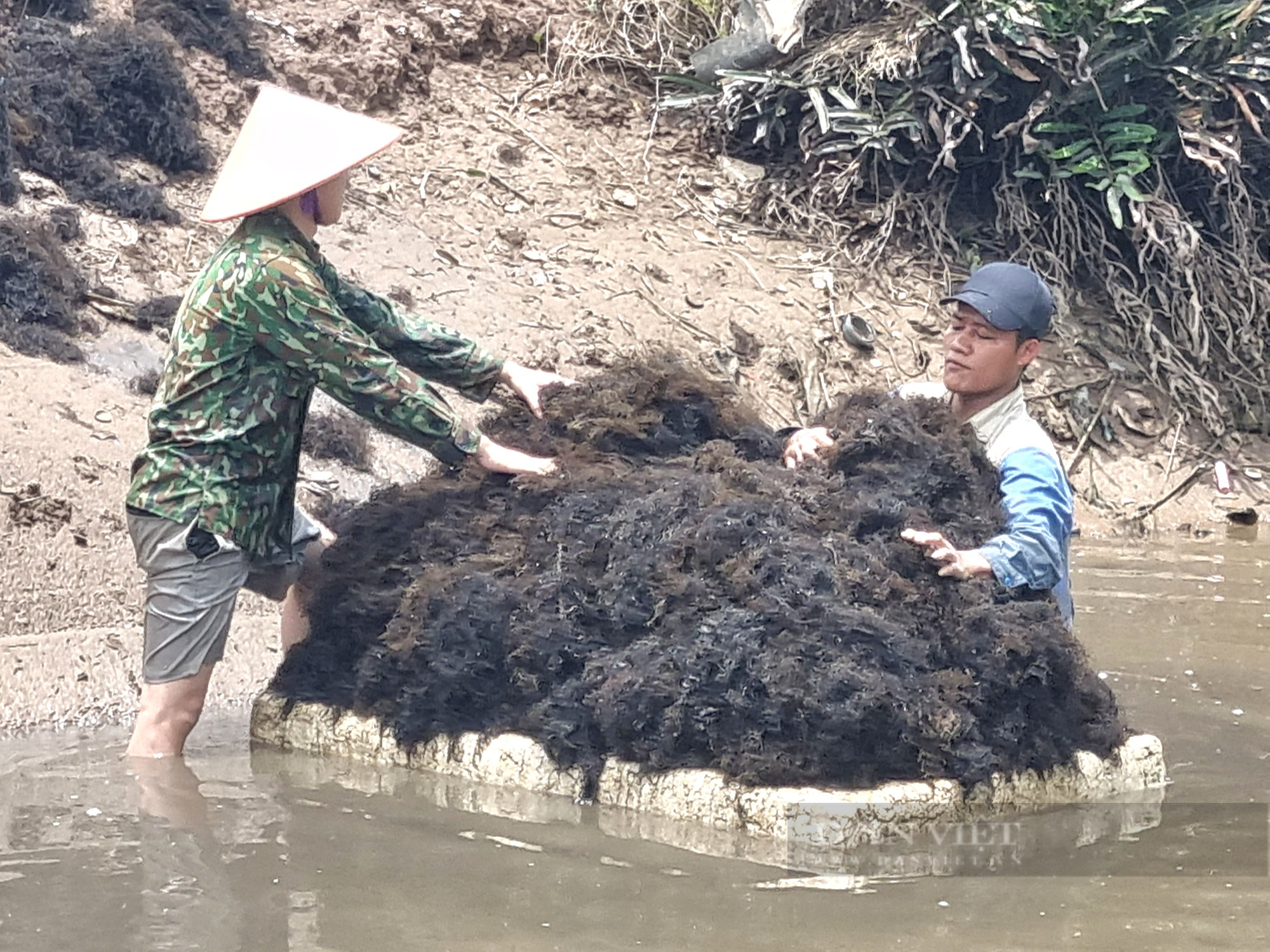 Ninh Bình: Vớt thứ rau câu đen sì ở đầm phơi khô bán giá 6.000 đồng/kg - Ảnh 4.
