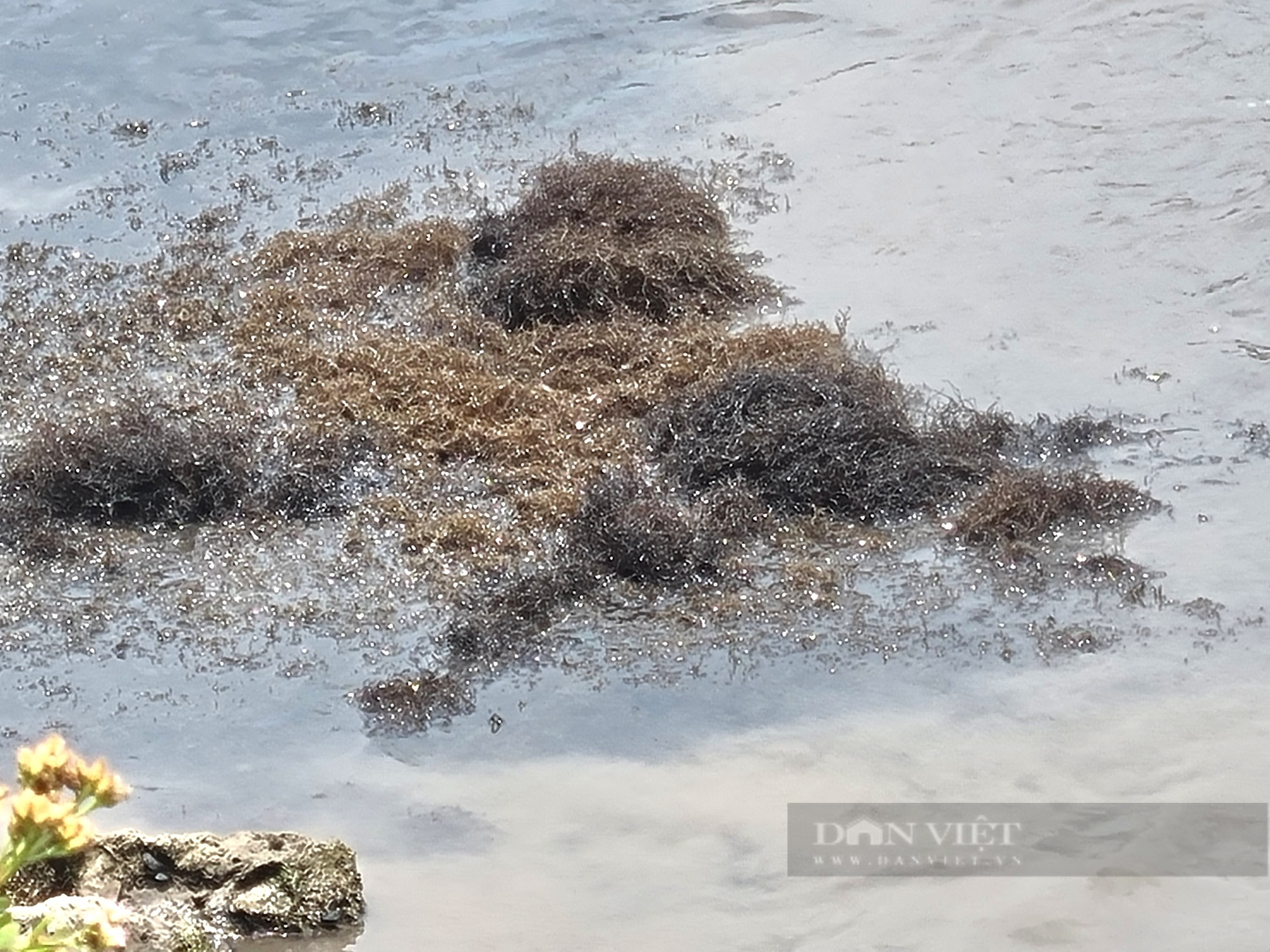 Ninh Bình: Vớt thứ rau câu đen sì ở đầm phơi khô bán giá 6.000 đồng/kg - Ảnh 5.