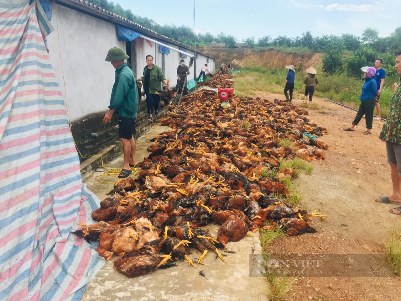 Hà Tĩnh: Hỏng quạt thông gió, 7.000 con gà chết thiệt hại khoảng 500 triệu đồng - Ảnh 1.