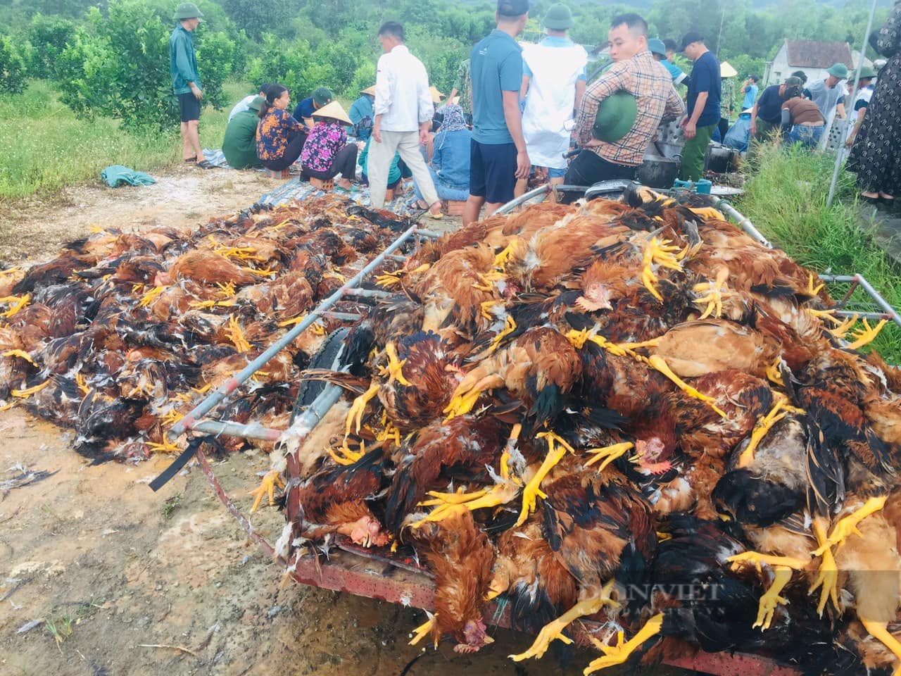 Hà Tĩnh: Hỏng quạt thông gió, 7.000 con gà chết thiệt hại khoảng 500 triệu đồng - Ảnh 2.