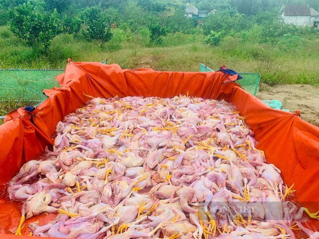 Hà Tĩnh: Hỏng quạt thông gió, 7.000 con gà chết thiệt hại khoảng 500 triệu đồng - Ảnh 4.