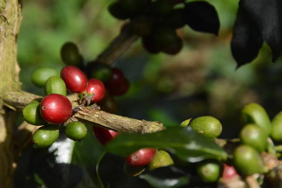 Giá cà phê 30/7: Giá cà phê cuối tuần mất đà, nông dân lo đến mùa bệnh khô cành quả cây cà phê  - Ảnh 3.