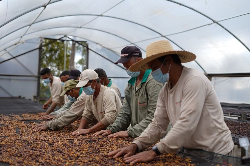 Loại cà phê có giá gần 1 cây vàng, được săn lùng nhiều nhất trên thế giới lại được thu hoạch thế này - Ảnh 4.