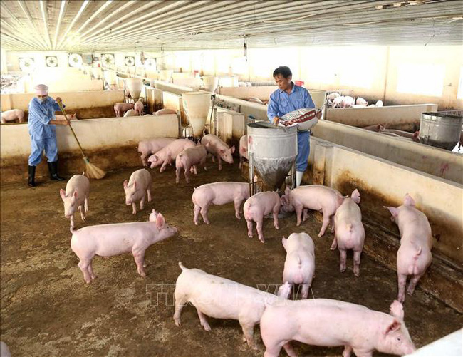 Chủ tịch Tập đoàn Dabaco: Lợn công ty còn đầy chuồng, mỗi ngày bán cố mới được 600 con - Ảnh 1.