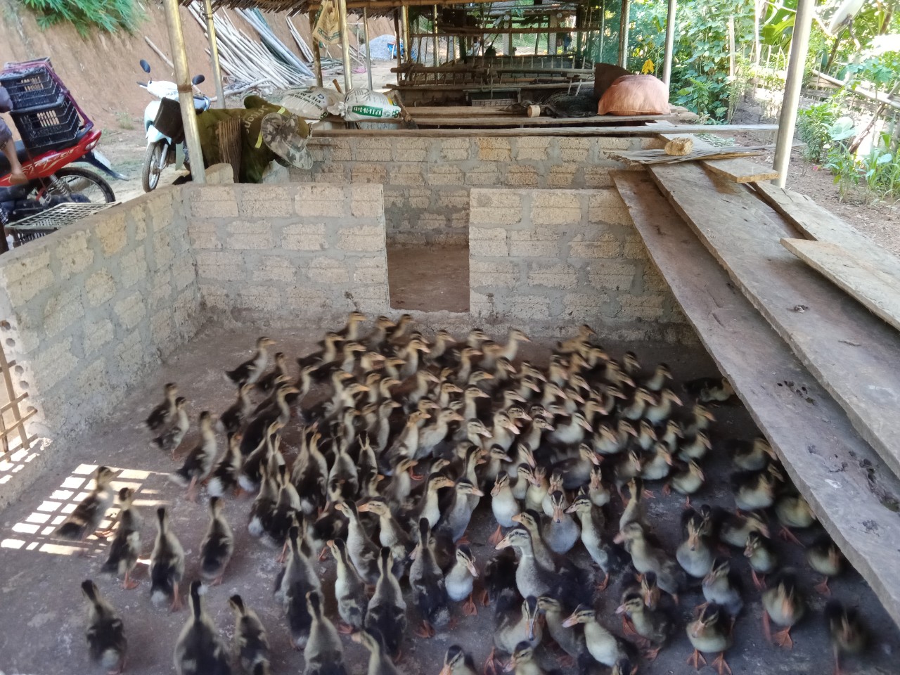 Nghệ An: Hội Nông dân huyện Quỳ Châu trao giống vật tư xây dựng mô hình chăn nuôi vịt bầu Quỳ đặc sản - Ảnh 3.