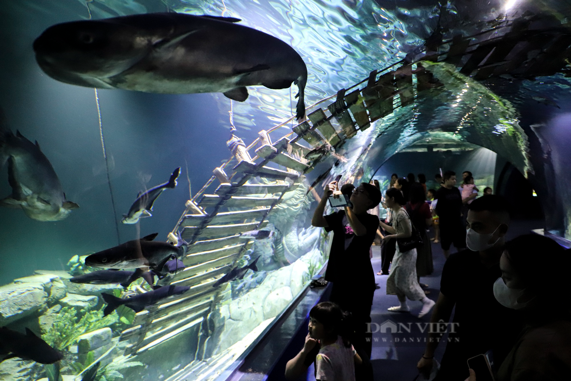 Người dân xếp hàng khám phá thủy cung Lotte World lớn nhất Hà Nội - Ảnh 5.