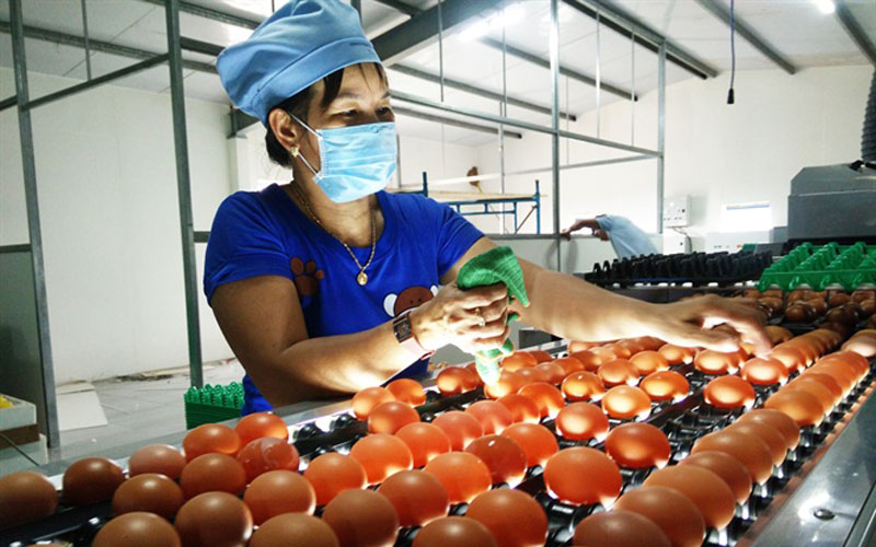 Trứng, sản phẩm trứng gia cầm của Việt Nam được xuất khẩu sang Hồng Kông sau 4 năm bị cấm - Ảnh 1.