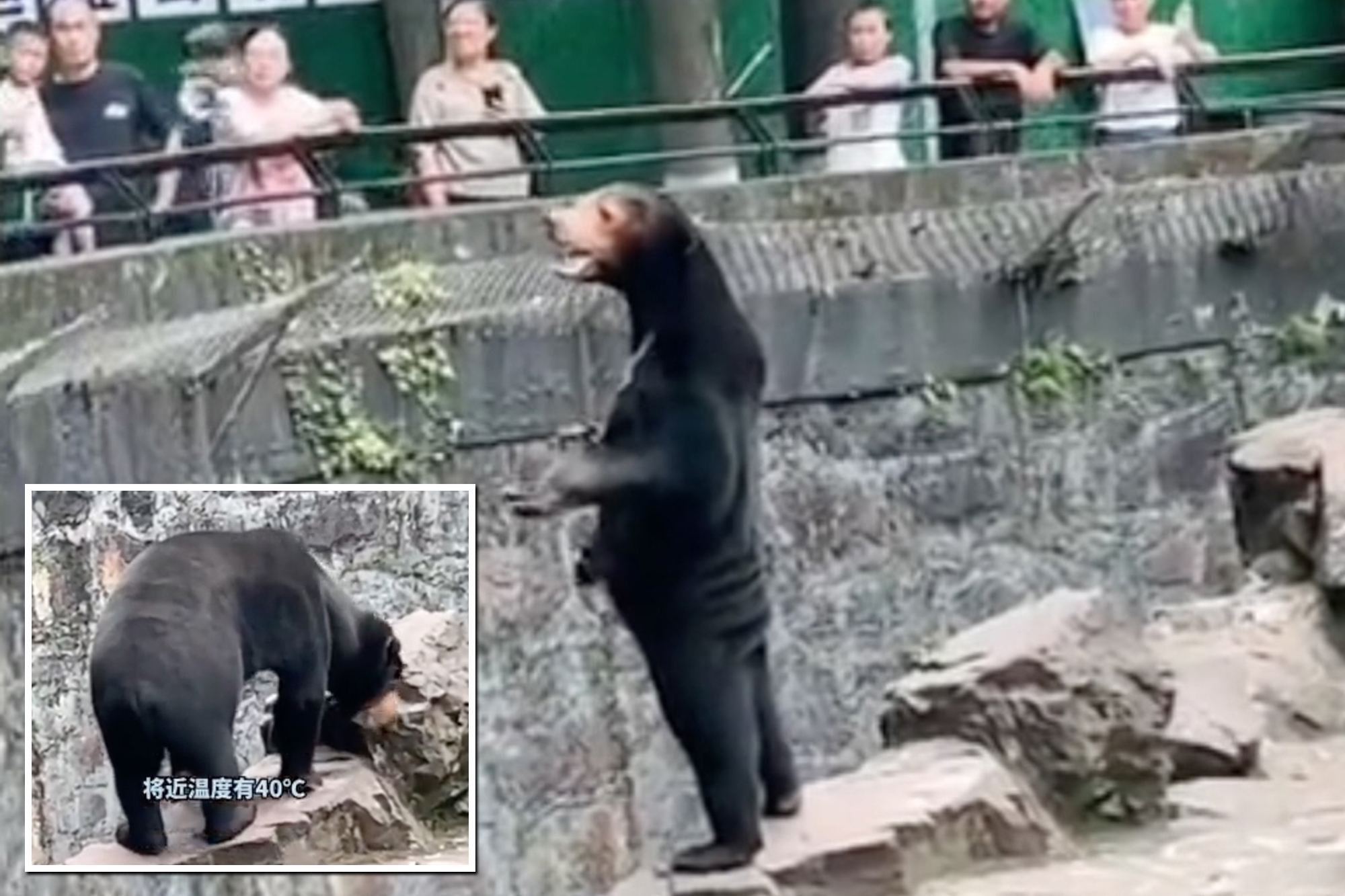 Độc lạ: Sở thú bị lên án vì nghi vấn người mặc đồ giả làm gấu - Ảnh 2.