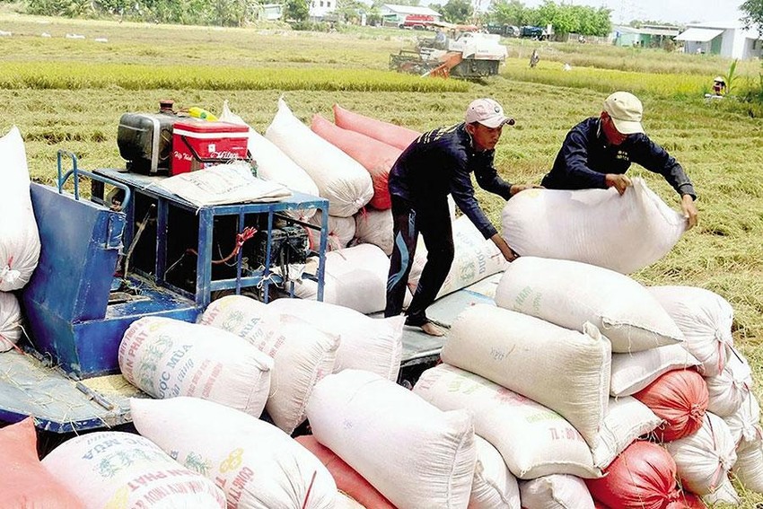 Cục trưởng Cục Trồng trọt: &quot;Đây là thời cơ để xuất khẩu gạo, không tranh thủ sẽ bị lỡ cơ hội&quot; - Ảnh 1.