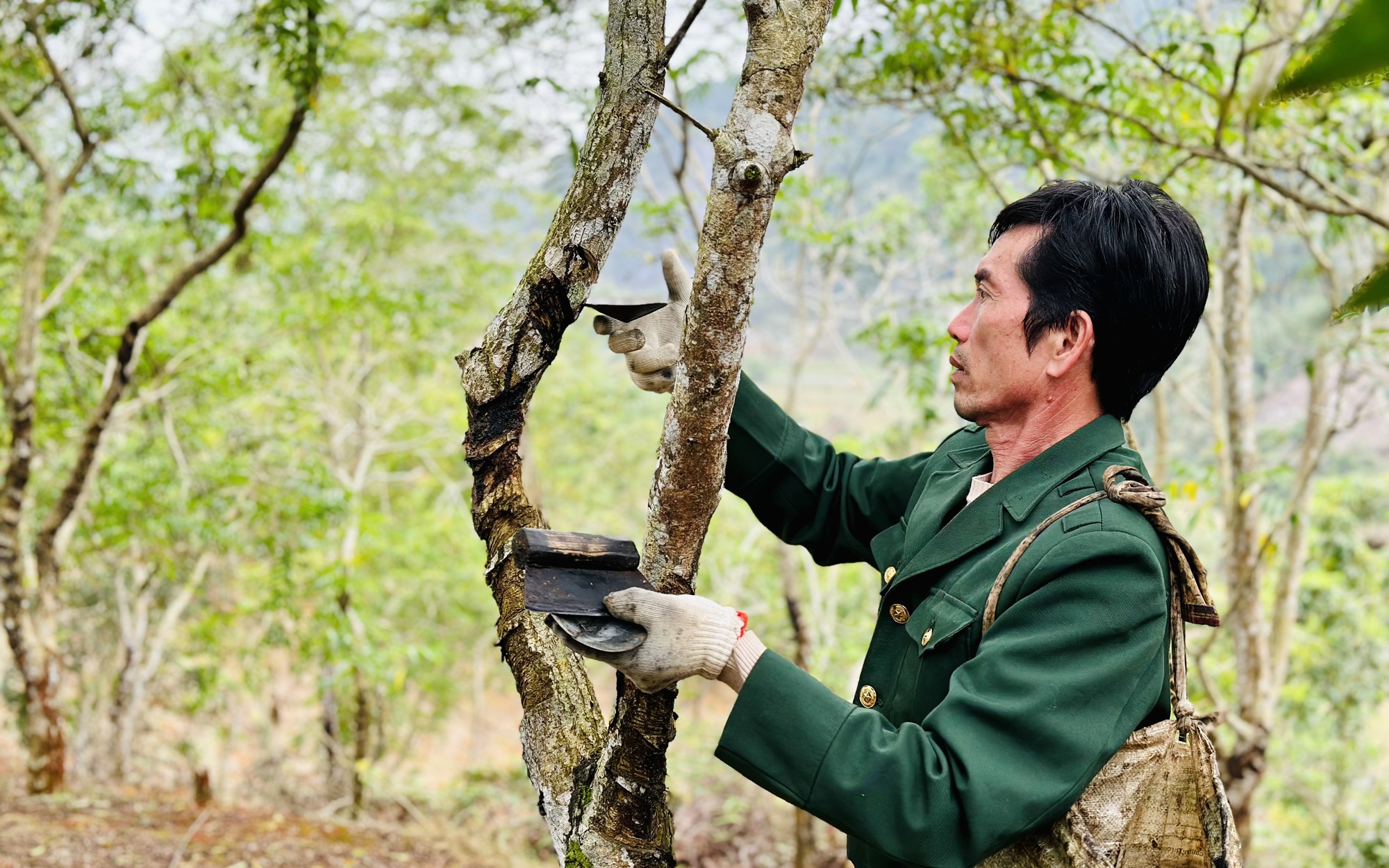 Trồng cây sơn, cây ba kích trên rừng, bán nhựa, bán củ mà một nông dân Hà Giang thu cả tỷ đồng