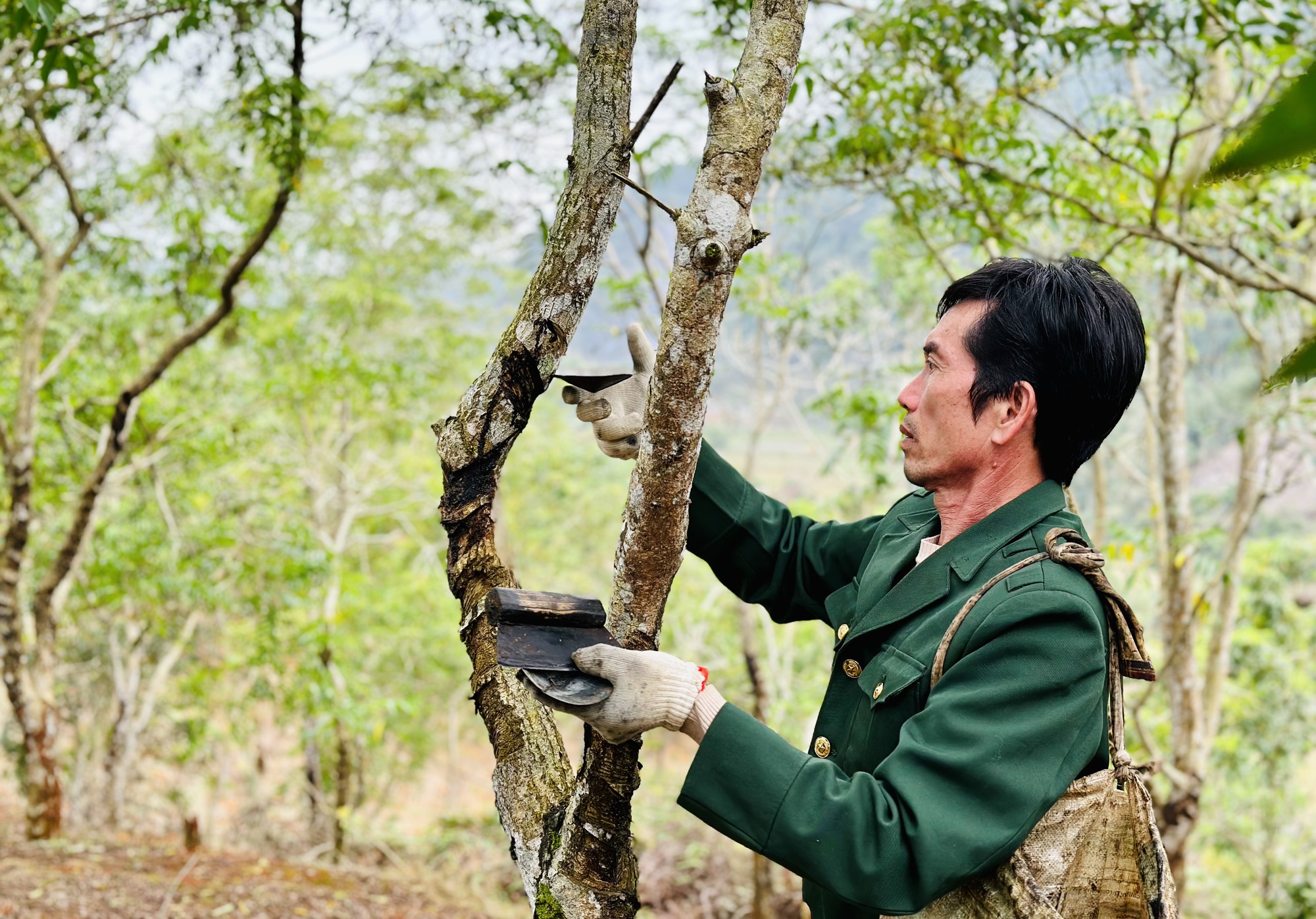 Trồng cây sơn, cây ba kích trên rừng, bán nhựa, bán củ mà một nông dân Hà Giang thu cả tỷ đồng - Ảnh 1.