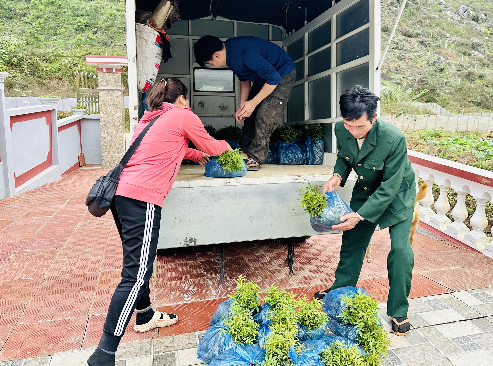 Trồng cây sơn, cây ba kích trên rừng, bán nhựa, bán củ mà một nông dân Hà Giang thu cả tỷ đồng - Ảnh 2.
