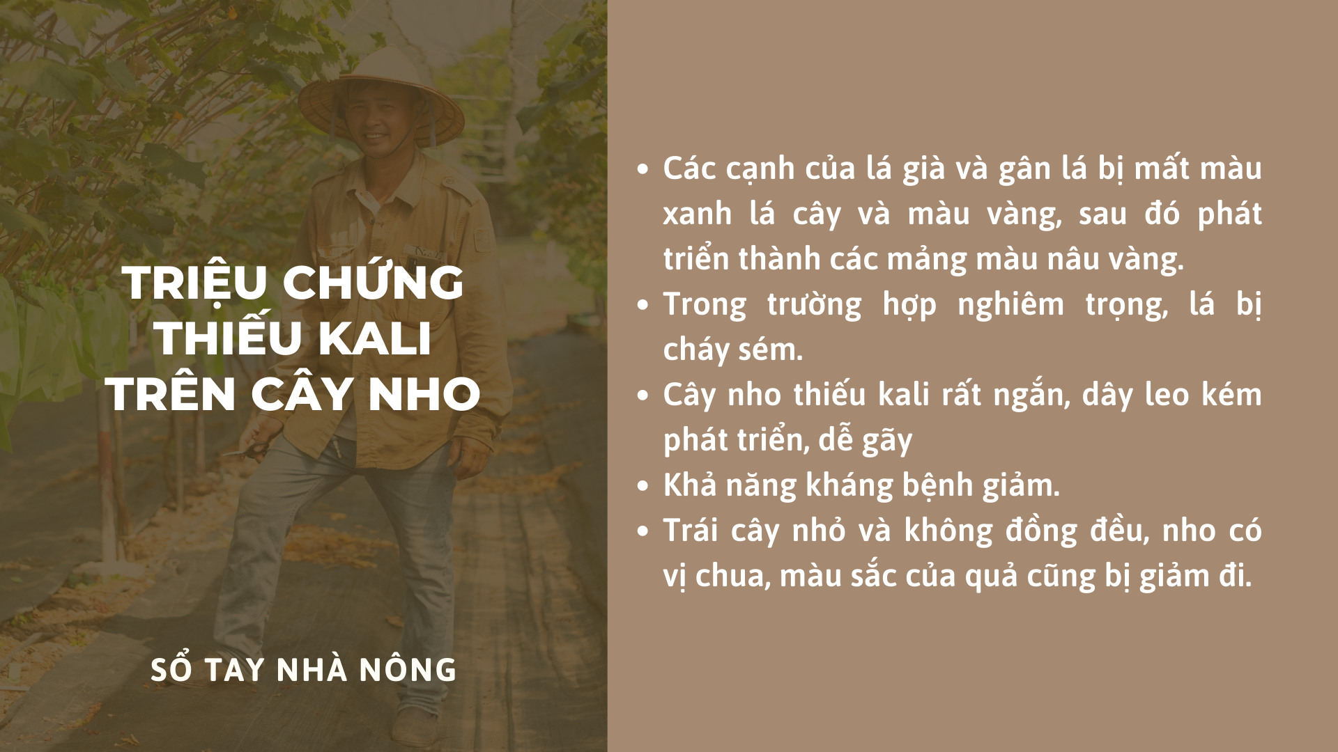 SỔ TAY NHÀ NÔNG: Mách bà con khắc phục triệu chứng thiếu kali, thiếu lân trên cây nho - Ảnh 2.