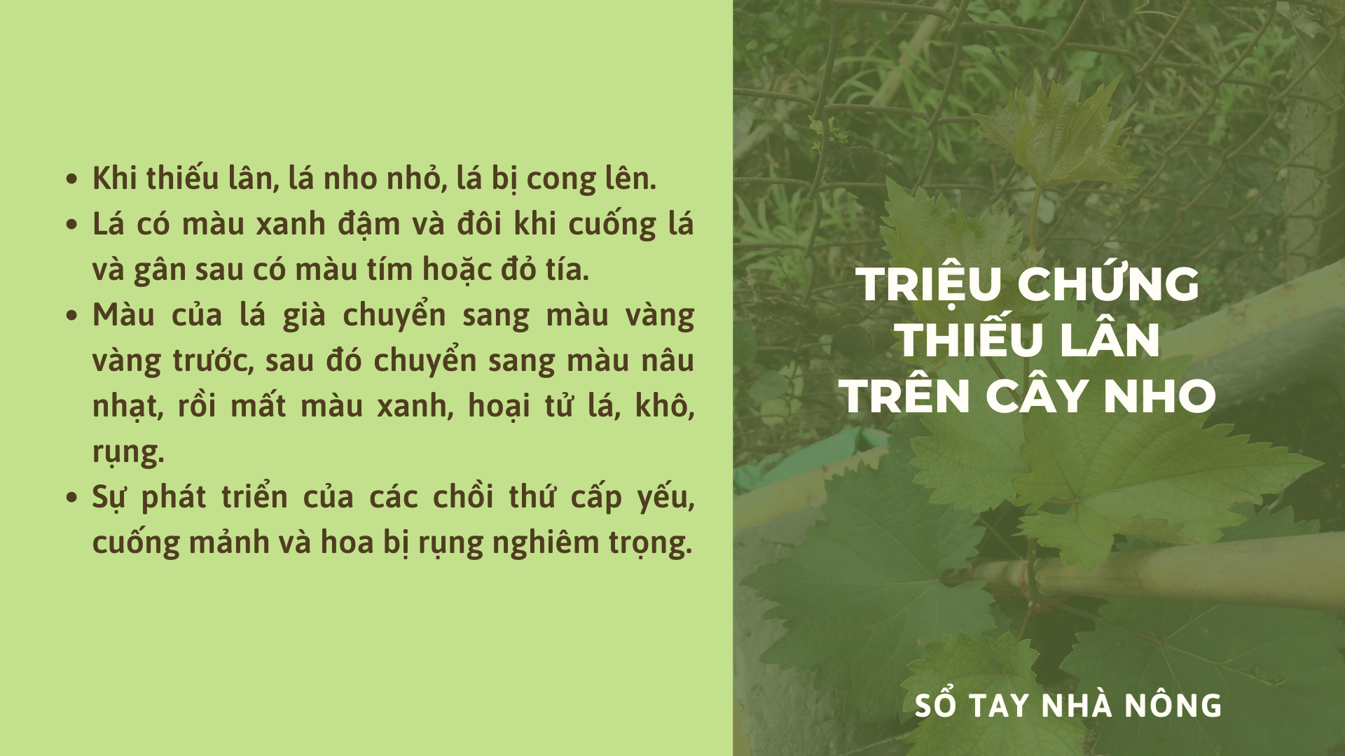 SỔ TAY NHÀ NÔNG: Mách bà con khắc phục triệu chứng thiếu kali, thiếu lân trên cây nho - Ảnh 3.