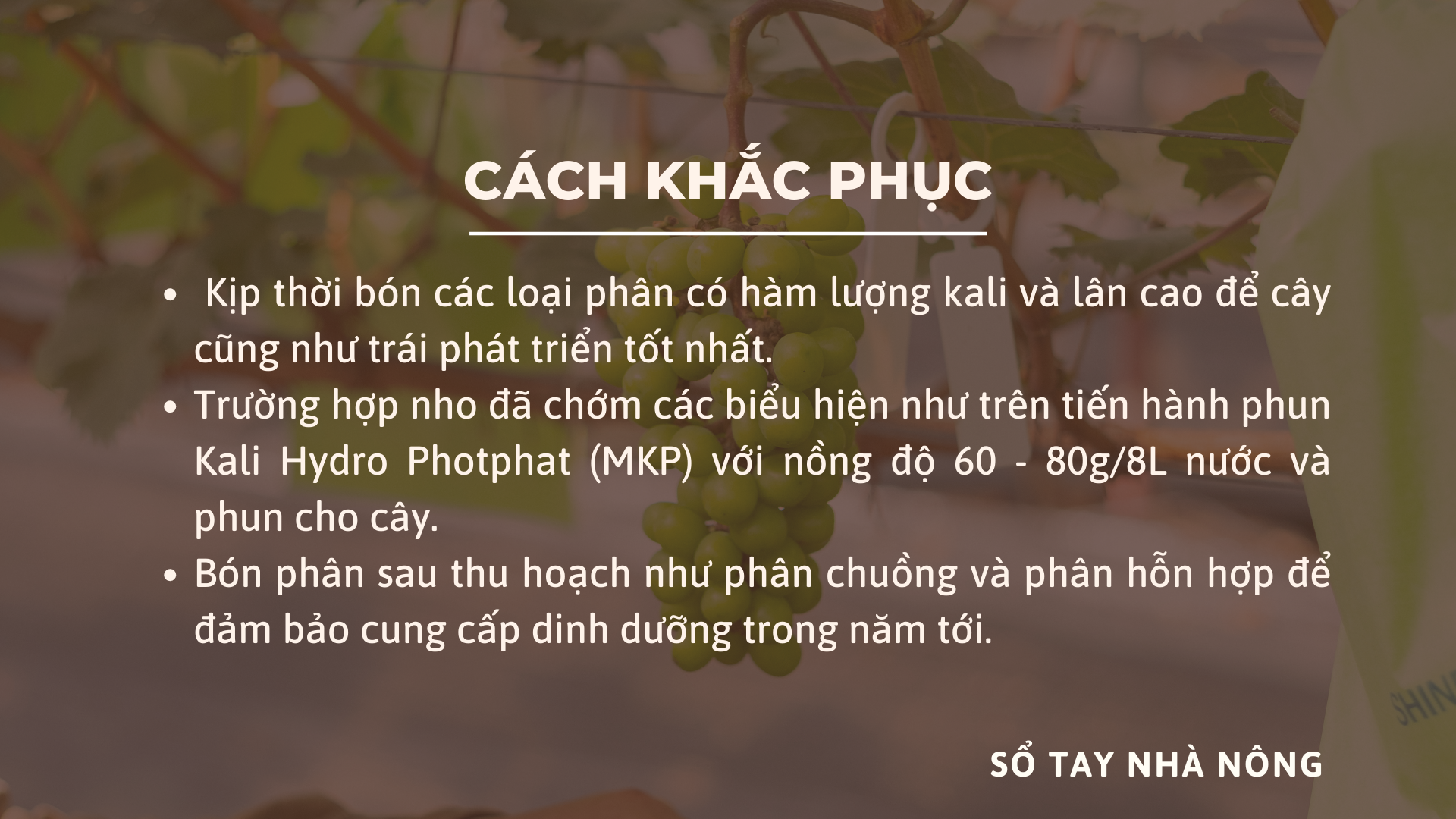 SỔ TAY NHÀ NÔNG: Mách bà con khắc phục triệu chứng thiếu kali, thiếu lân trên cây nho - Ảnh 4.