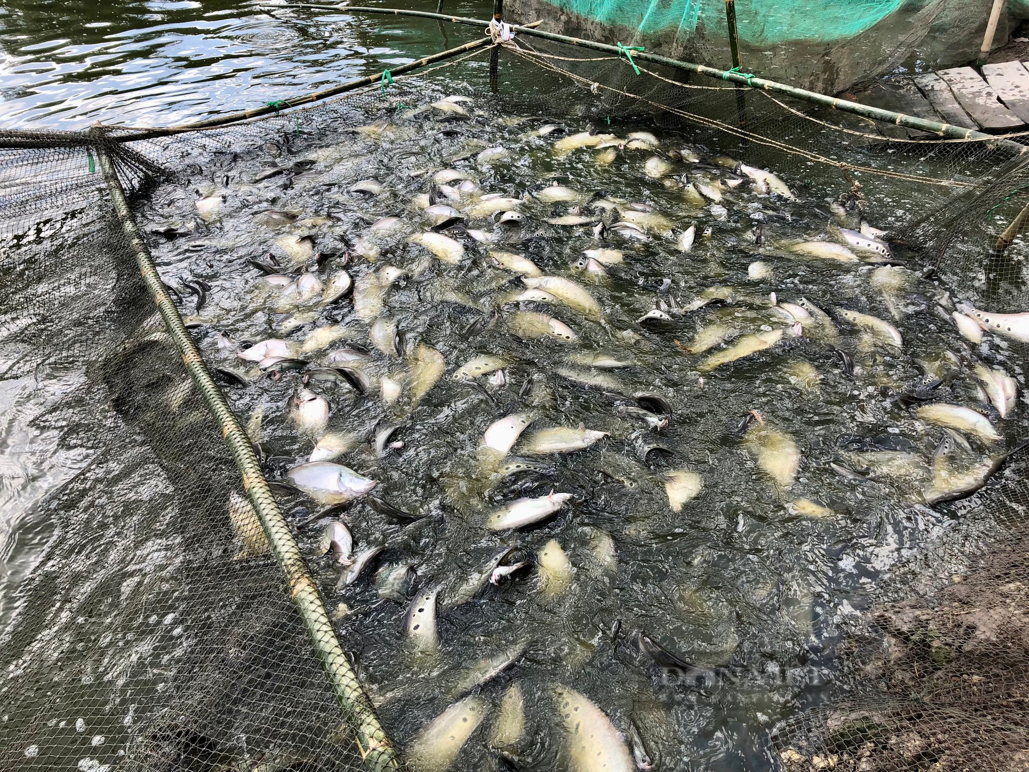 Trăn trở nghề nuôi cá thát thát ở Hậu Giang của nông dân Việt Nam xuất sắc 2023 - Ảnh 3.