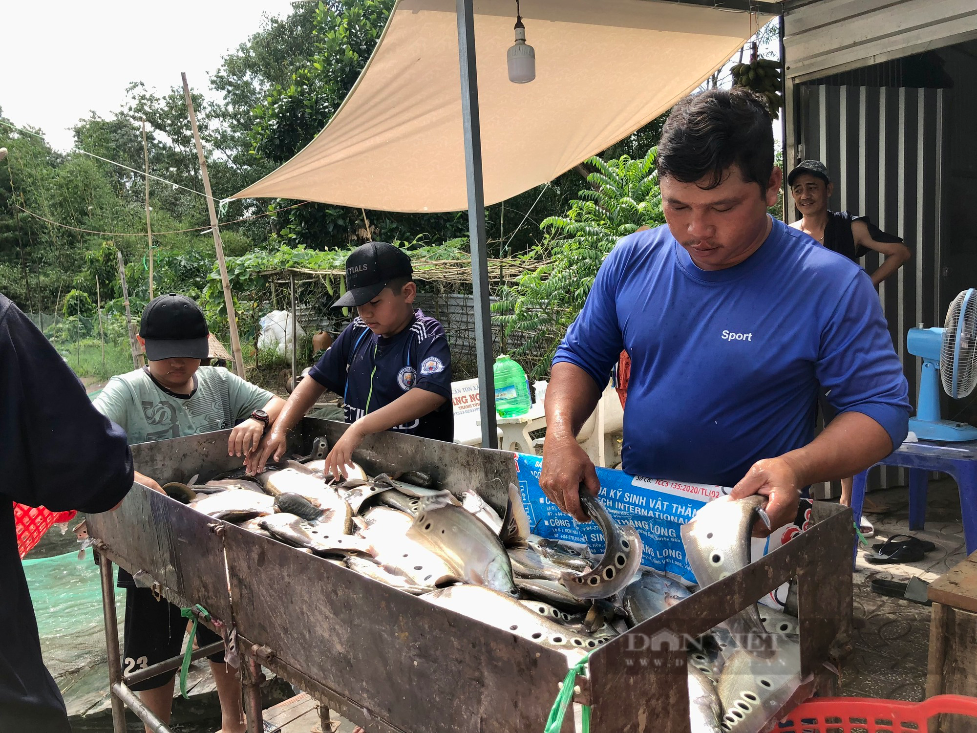 Trăn trở nghề nuôi cá thát thát ở Hậu Giang của nông dân Việt Nam xuất sắc 2023 - Ảnh 4.
