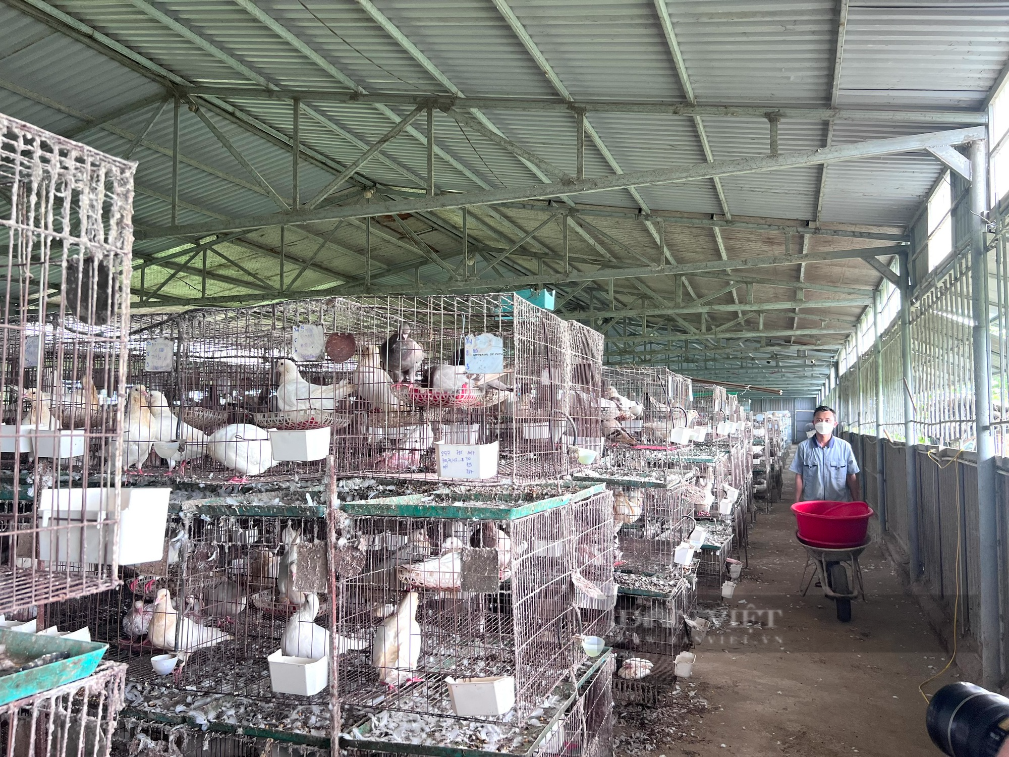 Bỏ nghề &quot;viễn thông&quot; về nuôi chim bồ câu Pháp, anh nông dân Thanh Hoá bật mí cách kiếm 30 triệu đồng/tháng - Ảnh 3.