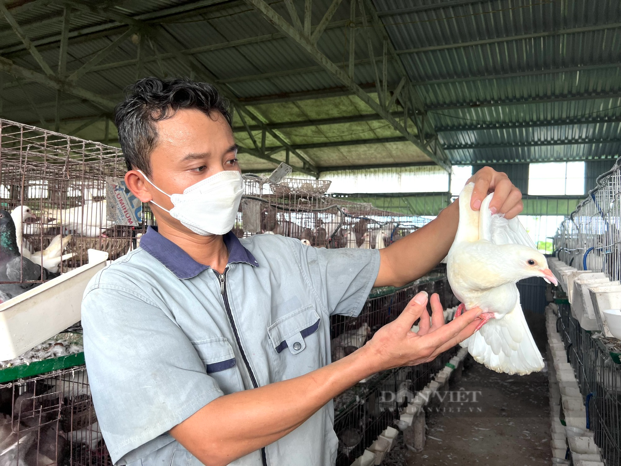 Bỏ nghề &quot;viễn thông&quot; về nuôi chim bồ câu Pháp, anh nông dân Thanh Hoá bật mí cách kiếm 30 triệu đồng/tháng - Ảnh 4.