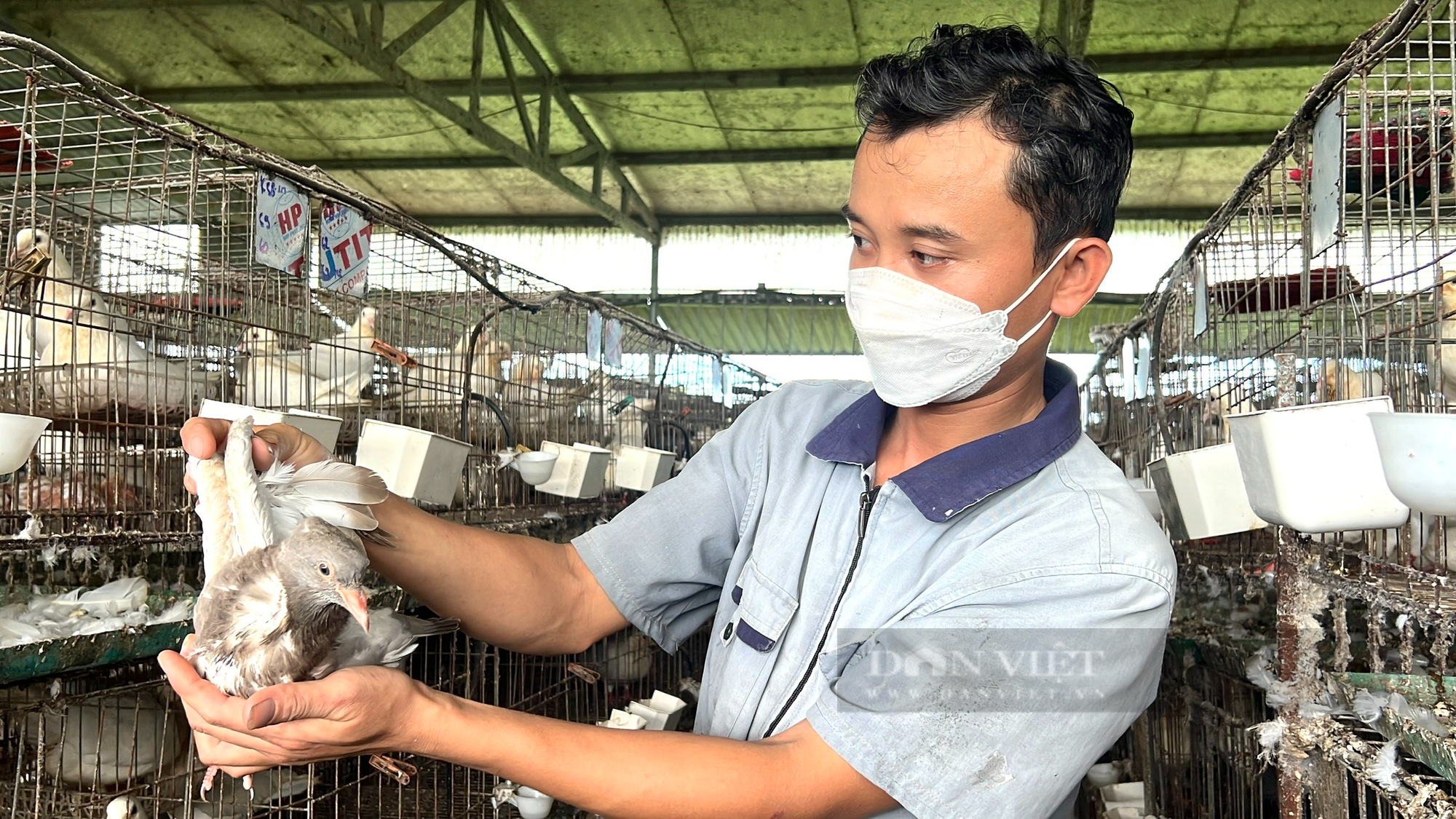 Bỏ nghề &quot;viễn thông&quot; về nuôi chim bồ câu Pháp, anh nông dân Thanh Hoá bật mí cách kiếm 30 triệu đồng/tháng - Ảnh 8.