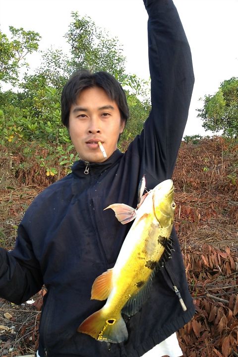 Cá hoàng đế xuất xứ từ đâu, ở Việt Nam từng có 2 hồ thủy điện có loài cá này - Ảnh 7.