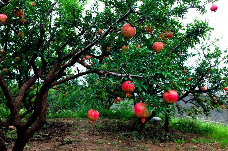 Người xưa dặn: &quot;Trước trồng táo, sau trồng mai, Đông trồng lựu, Tây trồng hồng&quot; - Ảnh 8.