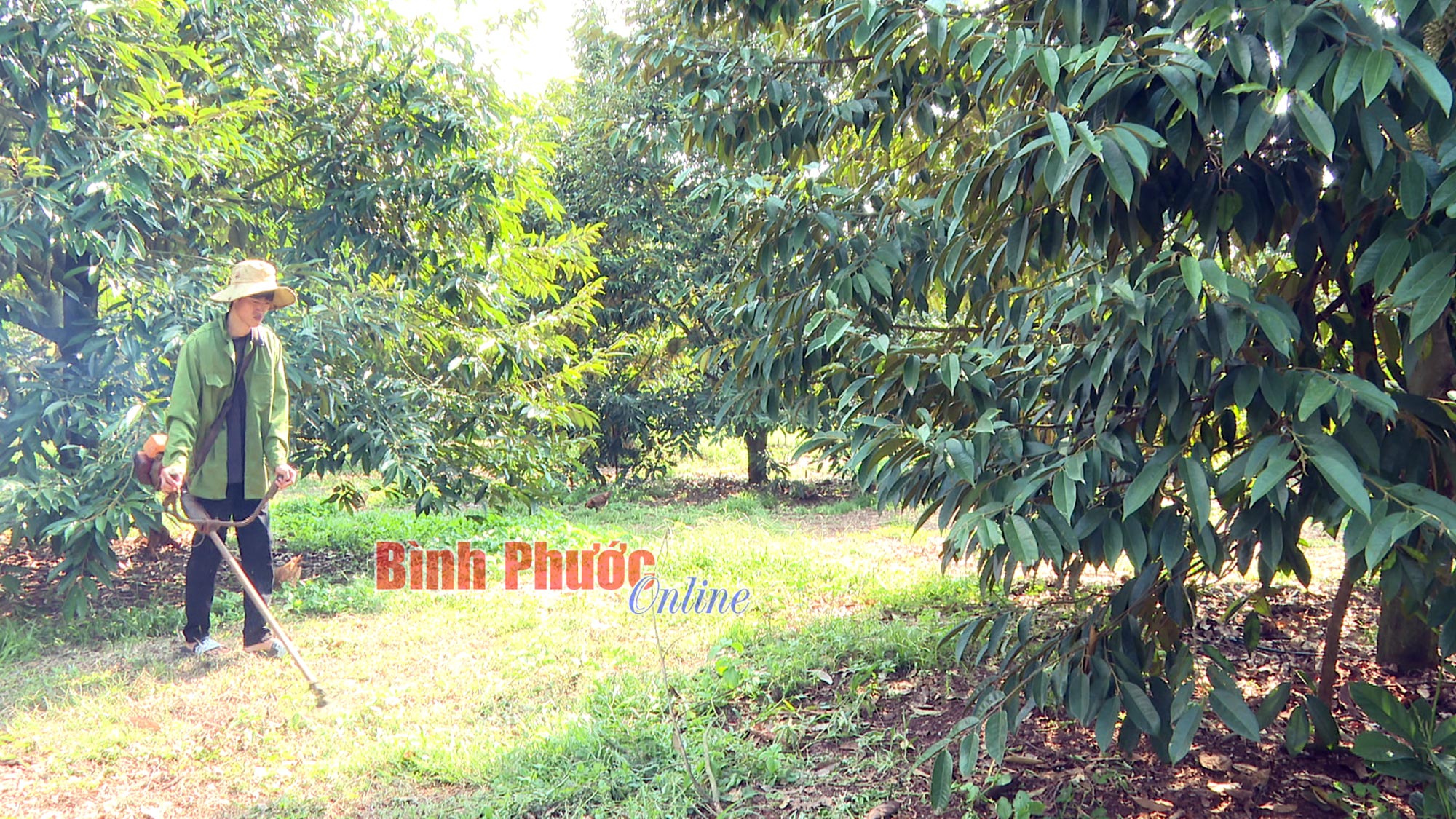 Ở Bình Phước, bước vô các vườn sầu riêng tiền tỷ, trái treo la liệt, nghe nông dân nói thu 1-2 tỷ/ha mà ham - Ảnh 4.