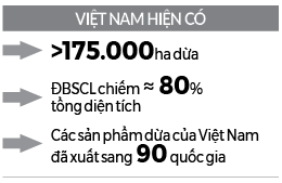 Dừa sọ Việt Nam rộng đường sang Trung, Mỹ - Ảnh 2.