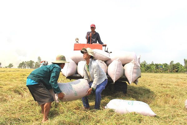 Giá gạo liên tục &quot;lập đỉnh&quot;, Bộ trưởng Lê Minh Hoan khẳng định Việt Nam vẫn xuất khẩu trên 7 triệu tấn gạo - Ảnh 1.