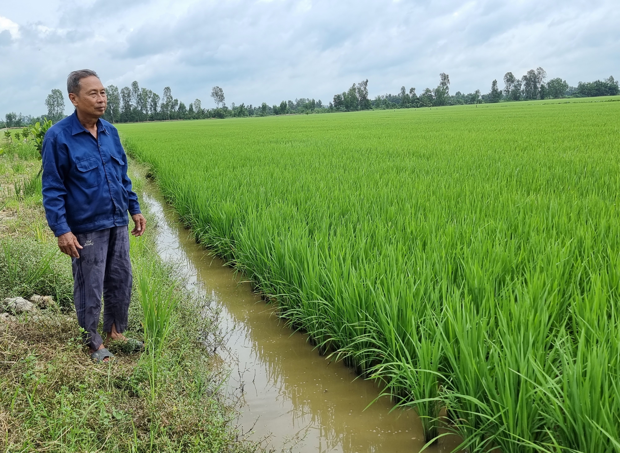 Lúa thu đông vừa làm đòng đã có thương lái đến đặt cọc giá cao - Ảnh 1.