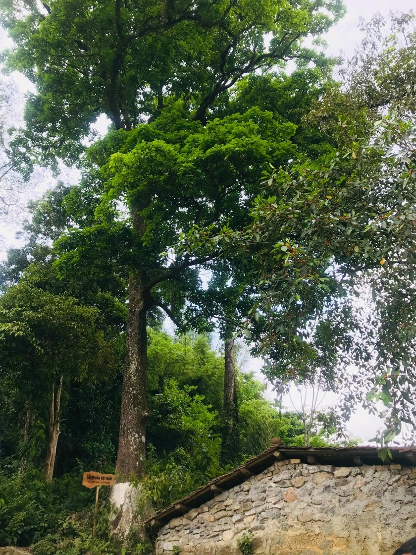 Một thung lũng ở Cao Bằng còn vô số nhà cổ, có cây cổ thụ thẳng tắp, tổ ong khoái to như manh chiếu - Ảnh 5.