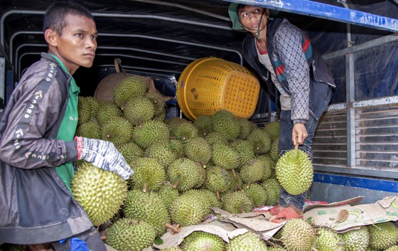 Nông dân Khánh Hòa phấn khởi vì giá sầu riêng lần đầu 'lập đỉnh' - Ảnh 4.