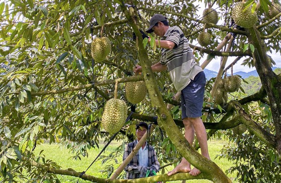 Nông dân Khánh Hòa phấn khởi vì giá sầu riêng lần đầu 'lập đỉnh' - Ảnh 6.