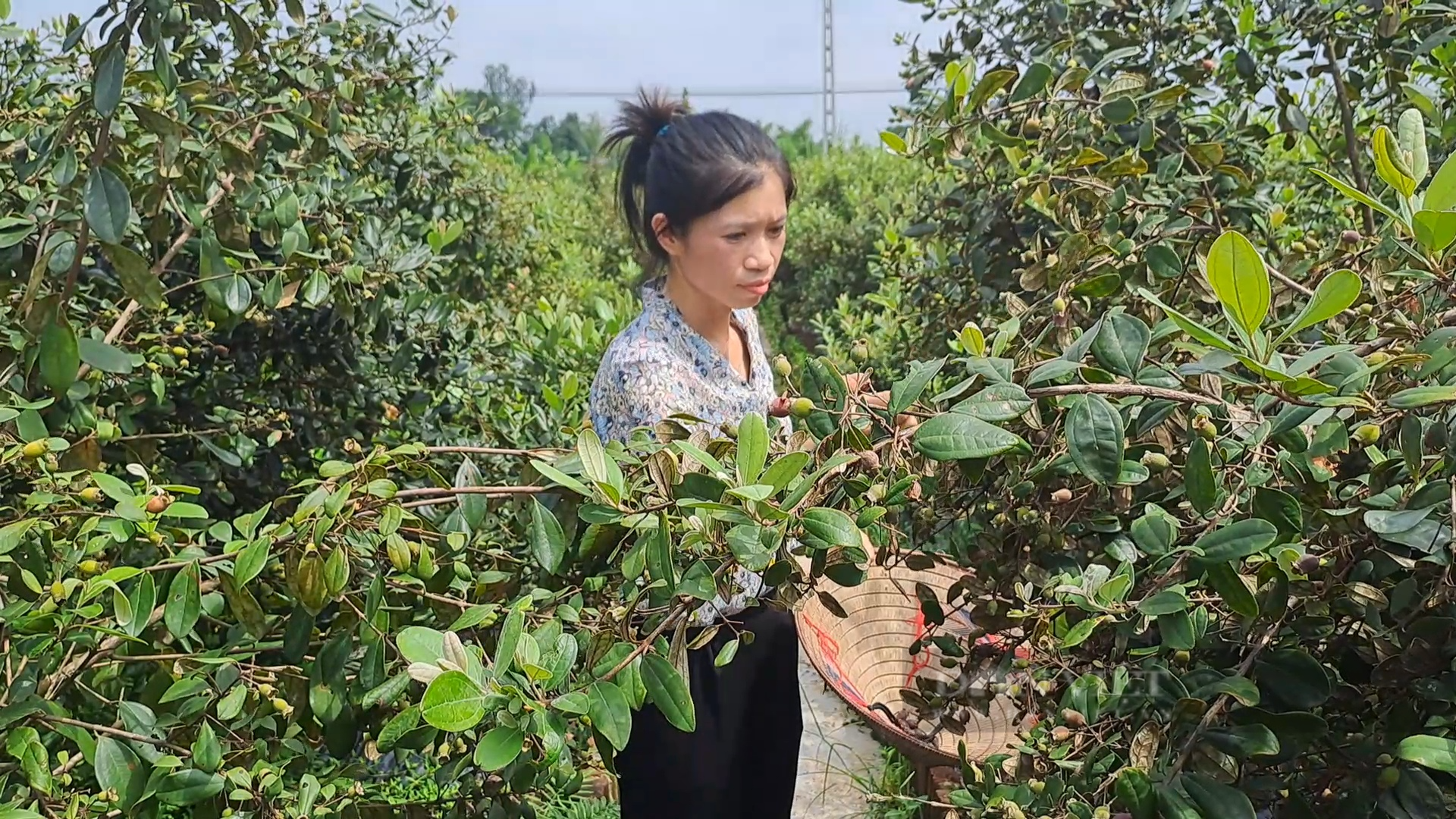 Đưa giống sim trên đất đồi cằn về trồng tại vườn nhà, cô giáo Thái Nguyên quyết bảo tồn loài cây này - Ảnh 2.