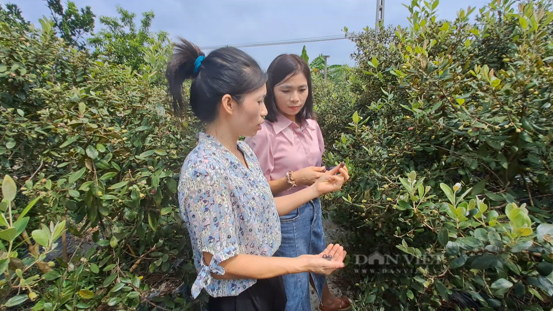 Đưa giống sim trên đất đồi cằn về trồng tại vườn nhà, cô giáo Thái Nguyên quyết bảo tồn loài cây này - Ảnh 4.