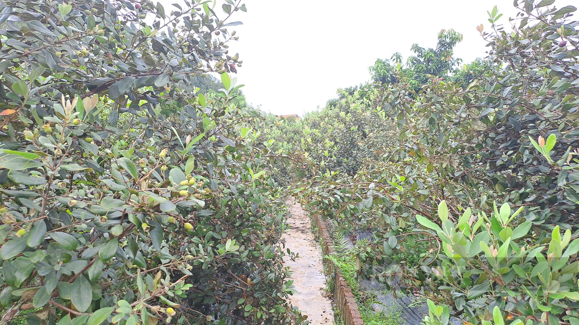 Đưa giống sim trên đất đồi cằn về trồng tại vườn nhà, cô giáo Thái Nguyên quyết bảo tồn loài cây này - Ảnh 6.