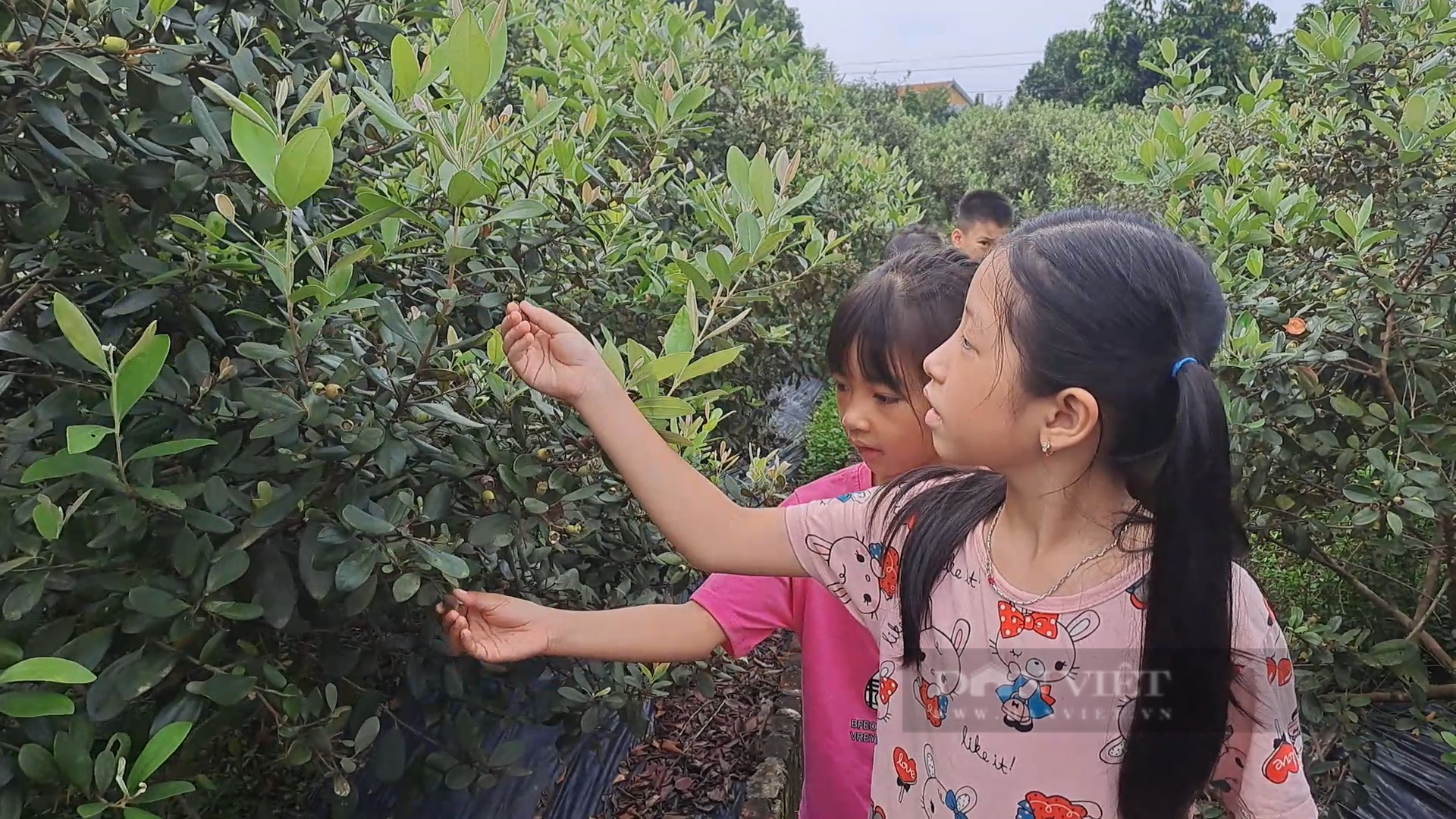 Đưa giống sim trên đất đồi cằn về trồng tại vườn nhà, cô giáo Thái Nguyên quyết bảo tồn loài cây này - Ảnh 8.