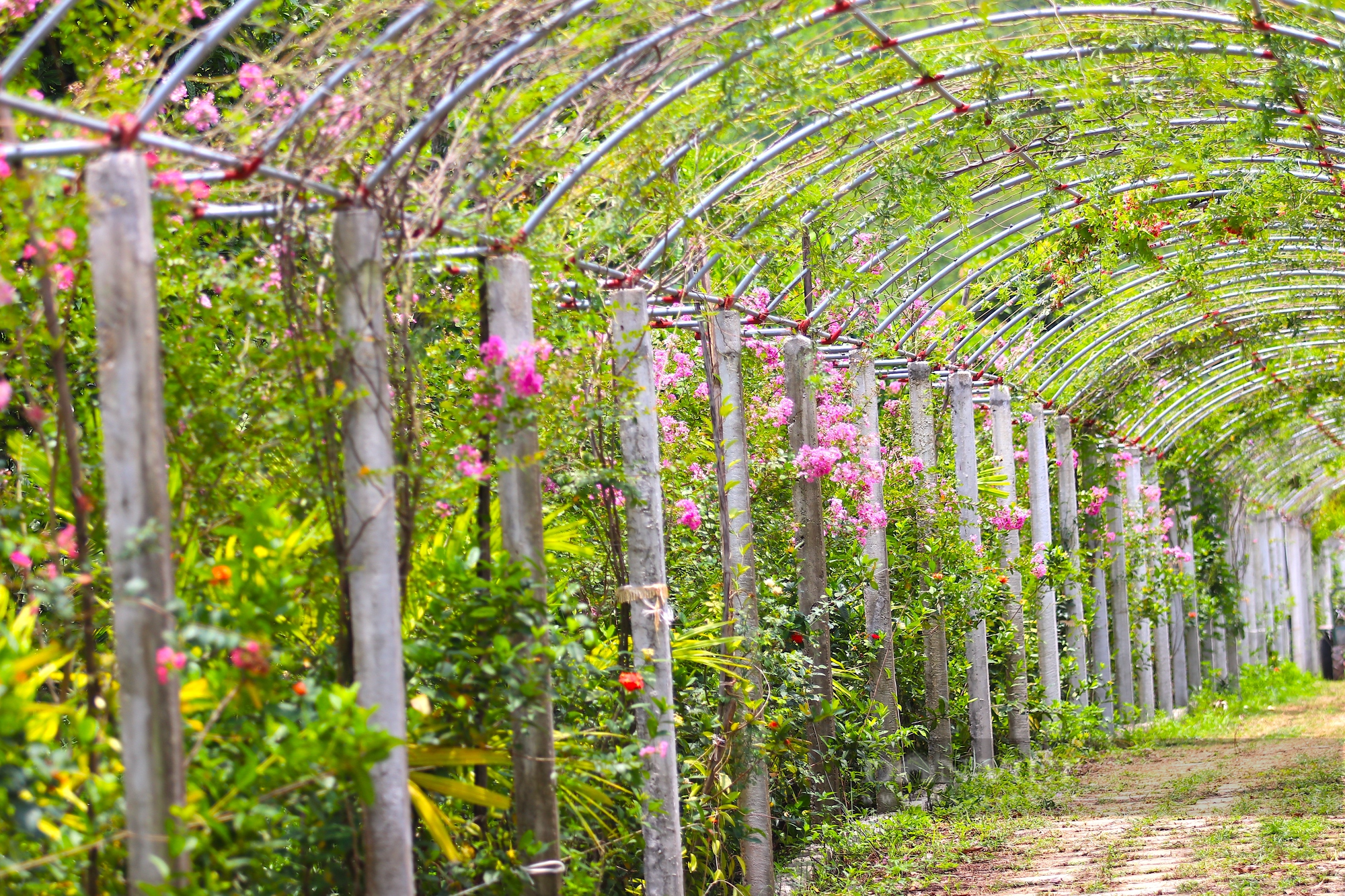Cận cảnh khu vườn sinh thái thảo dược đẹp như tranh trên núi huyện Yên Thành - Ảnh 11.