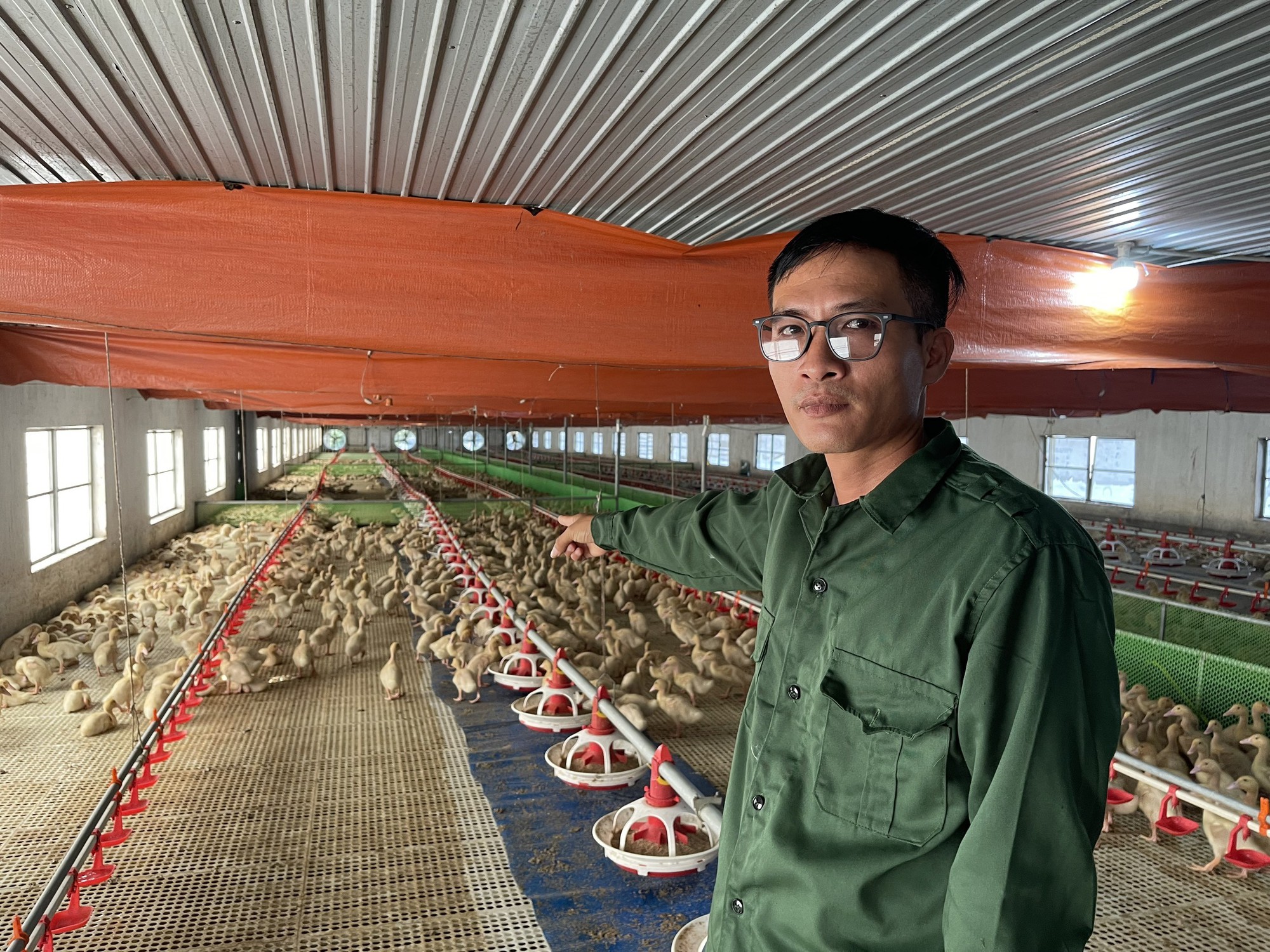 Lắp điều hòa trong khu nuôi vịt, chủ trang trại kiếm tiền tỷ mỗi năm - Ảnh 1.